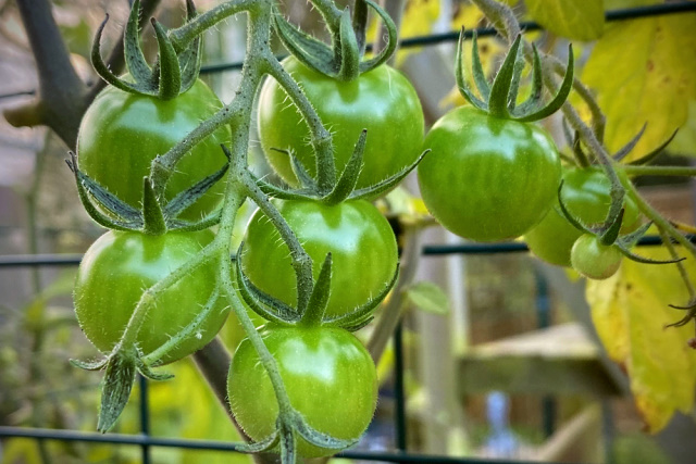 Green tomatoes on the vine refusing to ripen