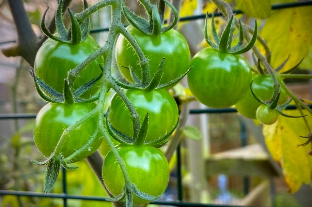 Green tomatoes on the vine refusing to ripen